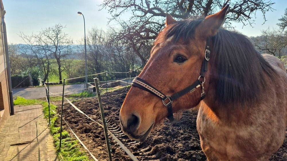 Mehrfamilienhaus, Wohnhaus Schlüchtern Klosterhöfe - 1 Zimmer, 284 m&sup2;, 379.000&euro; | Angebot:26079909