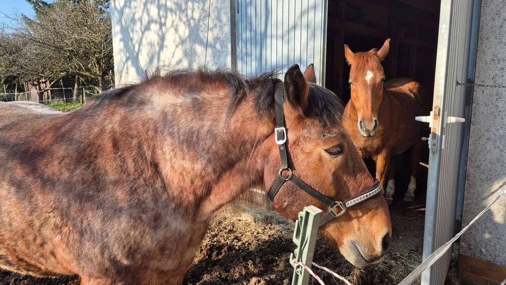 Mehrfamilienhaus, Wohnhaus Schlüchtern Klosterhöfe - 1 Zimmer, 284 m&sup2;, 379.000&euro; | Angebot:26079909