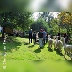 Die große Alpaka Wanderung!