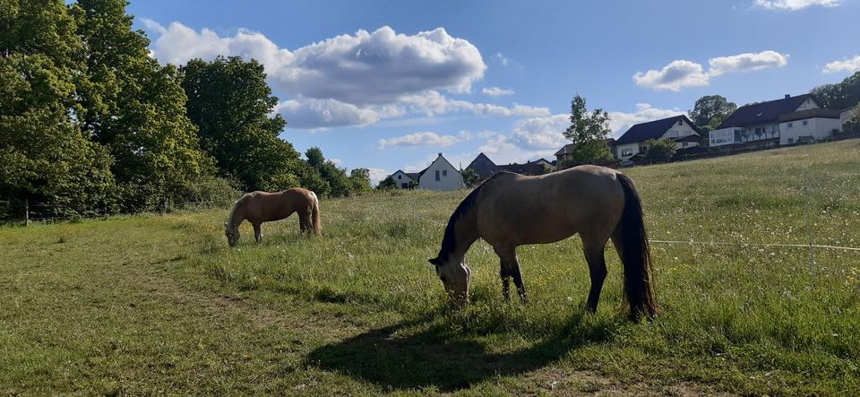 Einfamilienhaus Hosenfeld - 230.000&euro; | Angebot:23620615