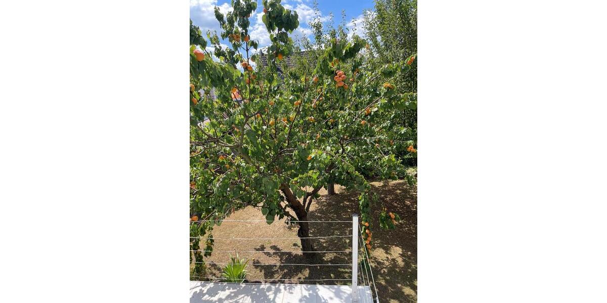 Doppelhaushälfte Fulda Kohlhaus - 550.000&euro; | Angebot:25962626