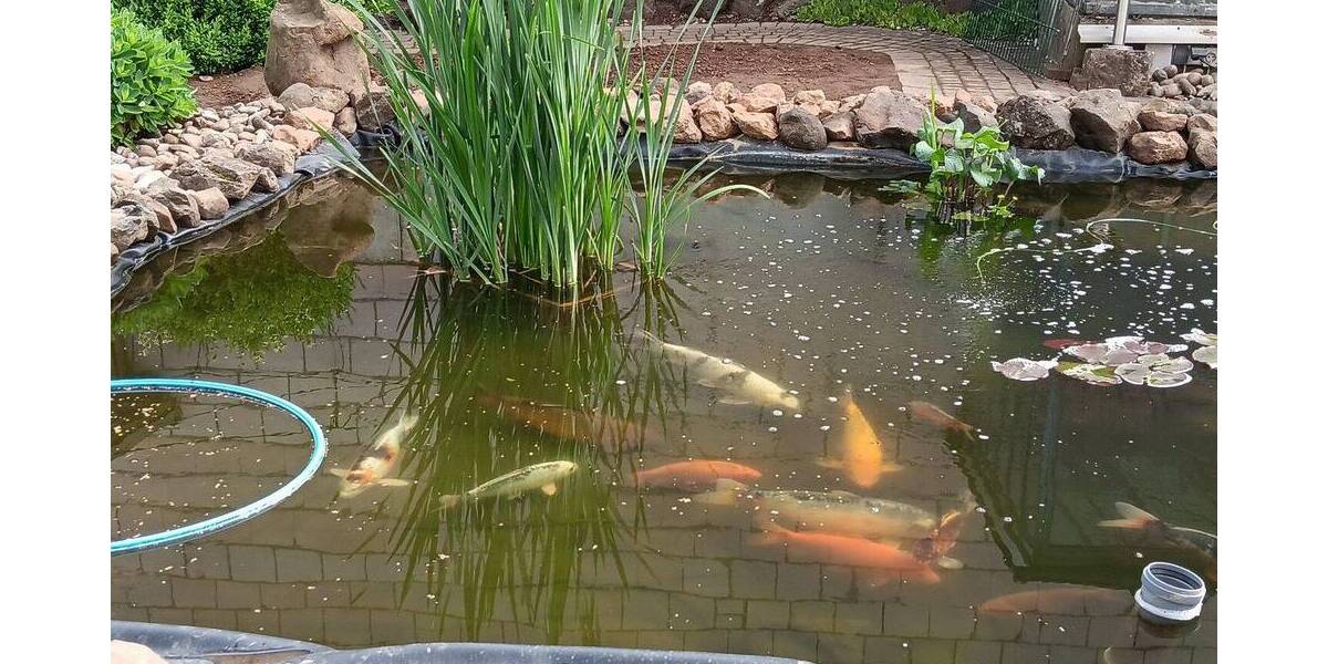 Mehrfamilienhaus, Wohnhaus Schlüchtern Klosterhöfe - 1 Zimmer, 284 m&sup2;, 379.000&euro; | Angebot:26079909