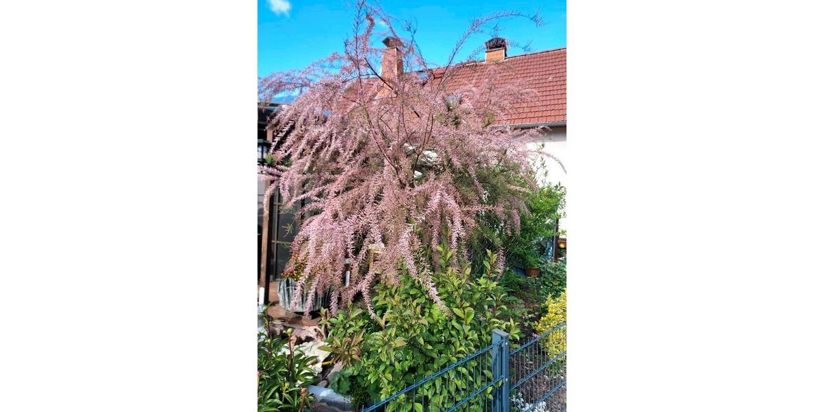 Einfamilienhaus Tann (Rhön) - 10 Zimmer, 263 m&sup2;, 359.000&euro; | Angebot:23226409